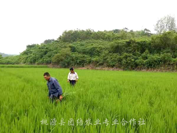 水稻基地1