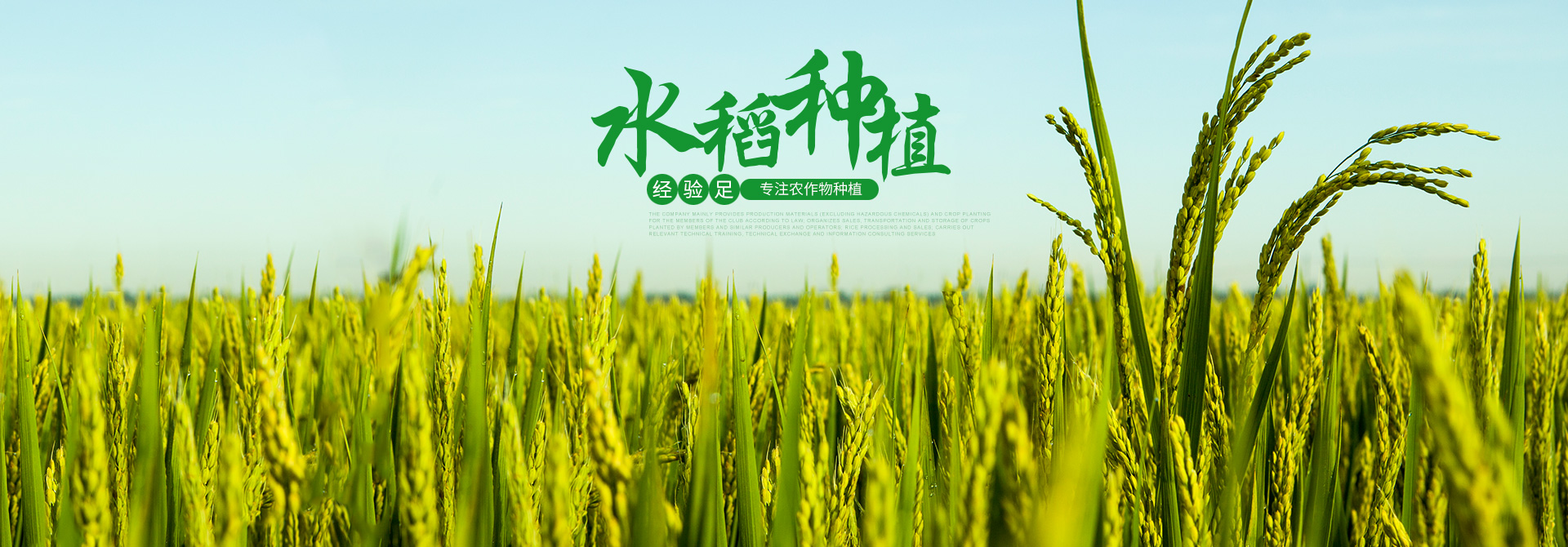 桃源县团结农业专业合作社-农作物种植-大米加工-菜籽油供应