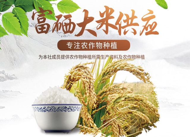 桃源县团结农业专业合作社-农作物种植-大米加工-菜籽油供应