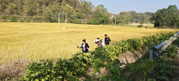 桃源农作物种植,大米加工,菜籽油供应